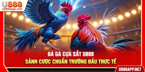 Đá Gà Cựa Sắt U888 – Sảnh Cược Chuẩn Trường Đấu Thực Tế