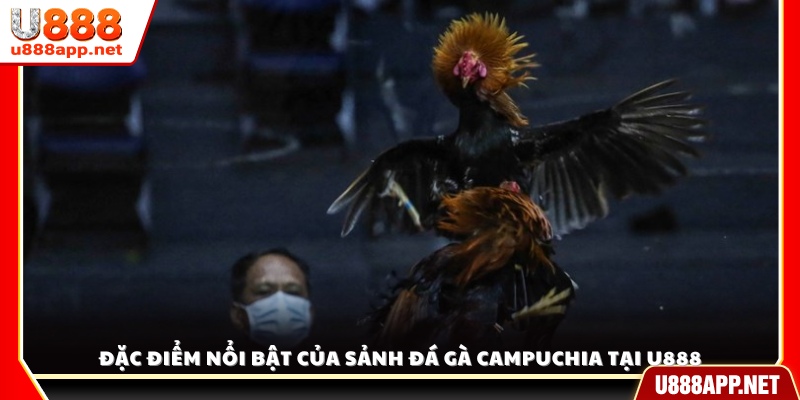 Những ưu điểm vượt trội của sảnh đá gà Campuchia U888