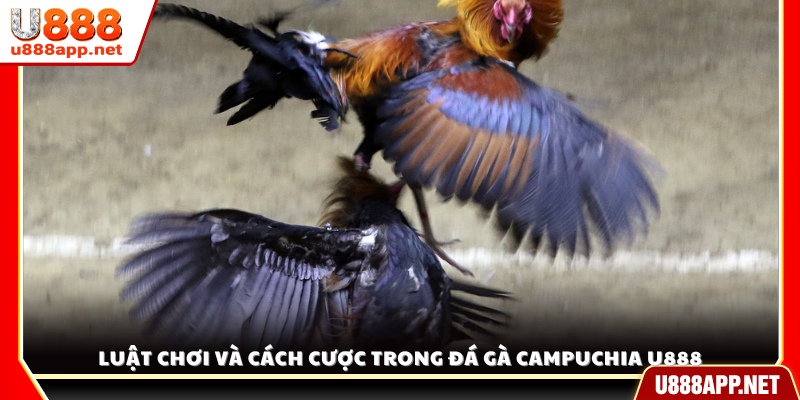 Chi tiết luật chơi cùng các hình thức cược phổ biến