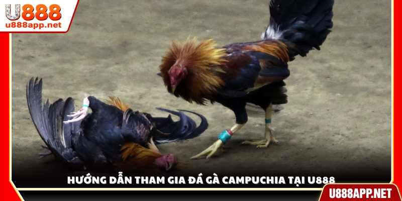 Cách tham gia và trải nghiệm sảnh đá gà Campuchia