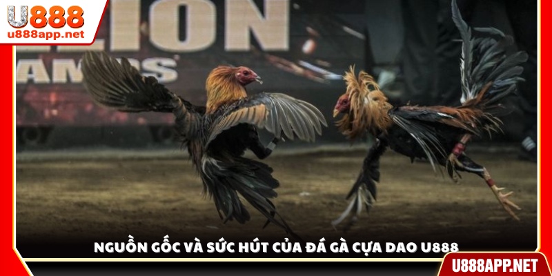 Xuất xứ và lý do khiến đá gà cựa dao trở nên hấp dẫn