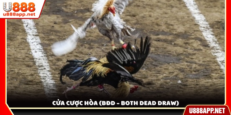 Kèo hòa trong đá gà (BĐD) – Khi cả hai chiến kê cùng gục ngã