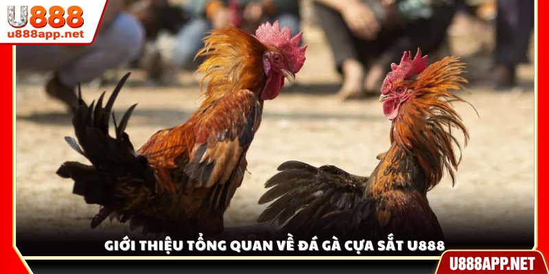 Tổng quan về hình thức đá gà cựa sắt tại U 888