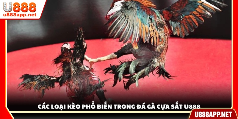 Những hình thức kèo được ưa chuộng nhất