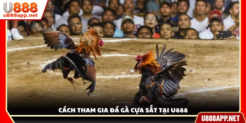 Hướng dẫn chi tiết các bước tham gia đá gà cựa sắt U888