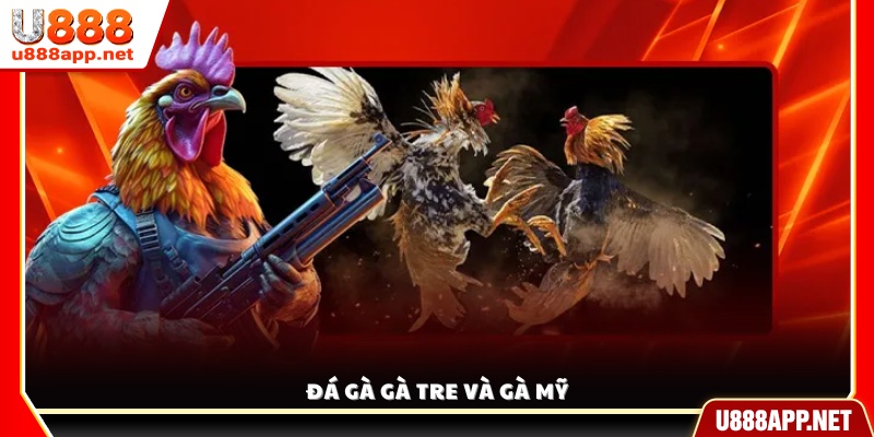 Thưởng thức các trận đấu gà tre và gà Mỹ kịch tính